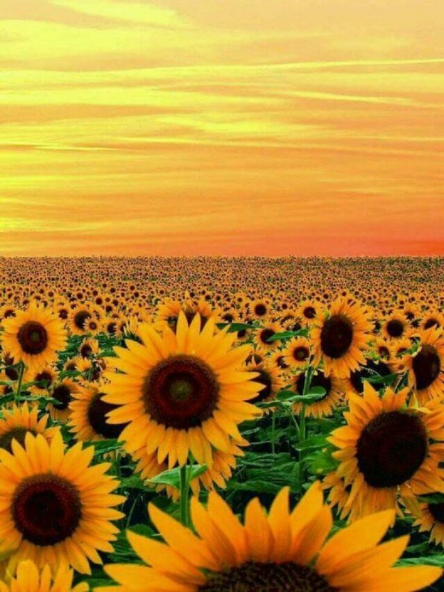 Frases de Bom dia para inspirar sua Manhã